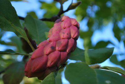 Magnolia x denudata 'Yellow River' - šácholan obnažený 'Yellow River' - zrající plod (šách)
